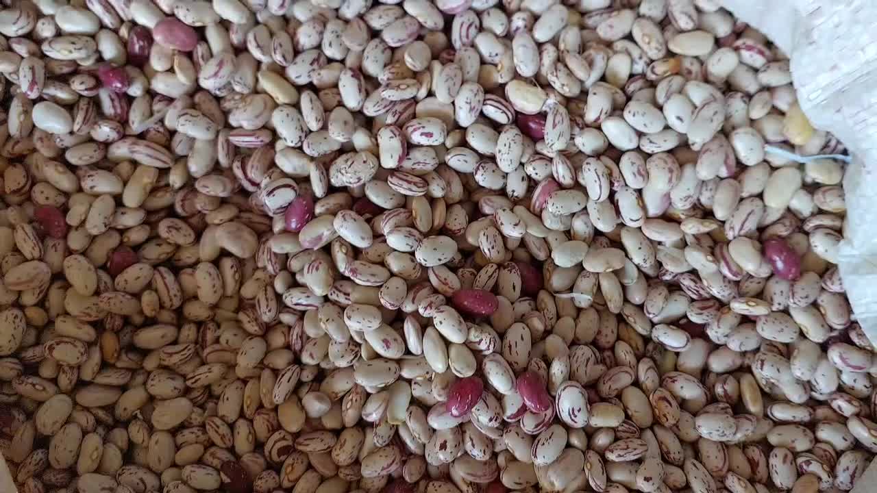 فروش عمده لوبیا چیتی|خوردنی و آشامیدنی|سپیدار, |دیوار