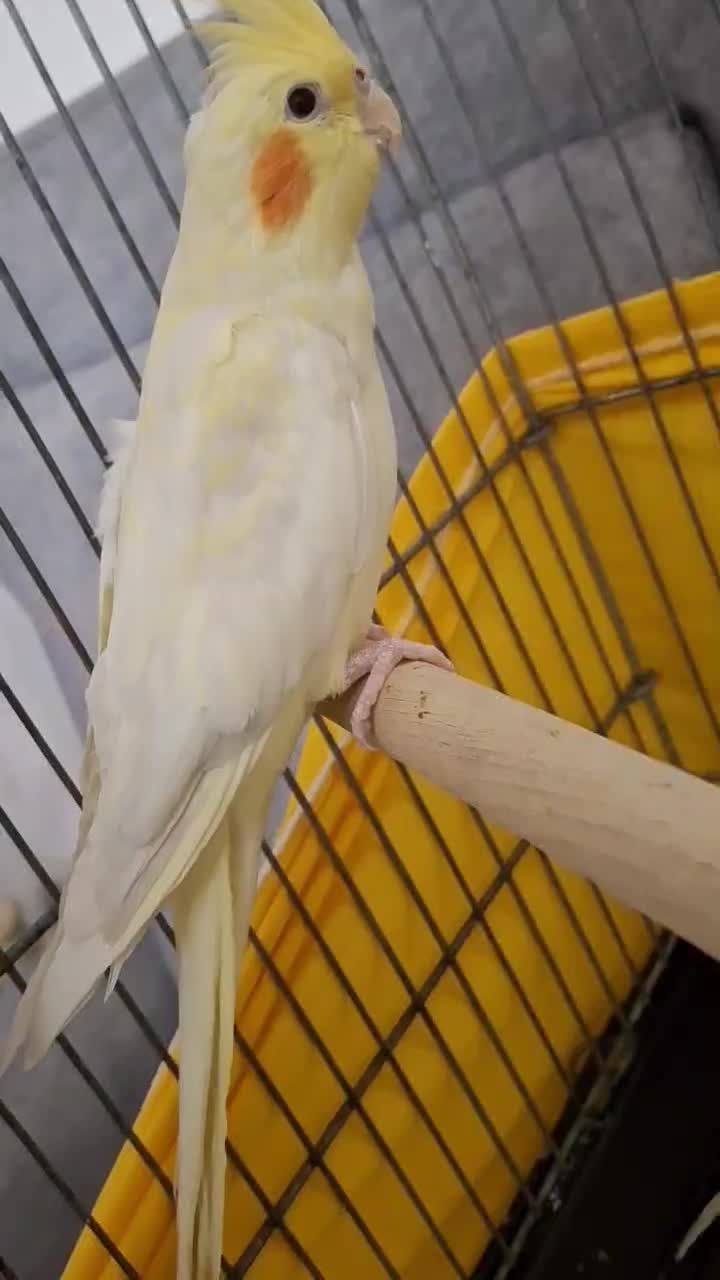 جوجه عروس هلندی|پرنده|قدس, شهرقدس|دیوار