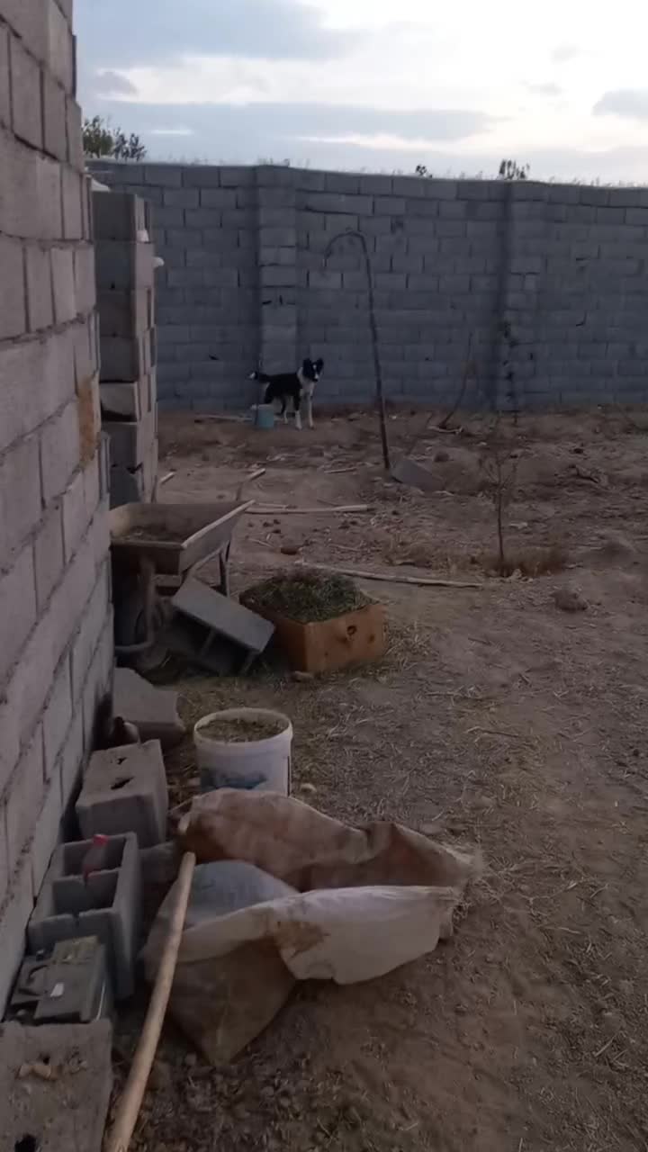 توله قدرجونی|سگ|لنجان, |دیوار