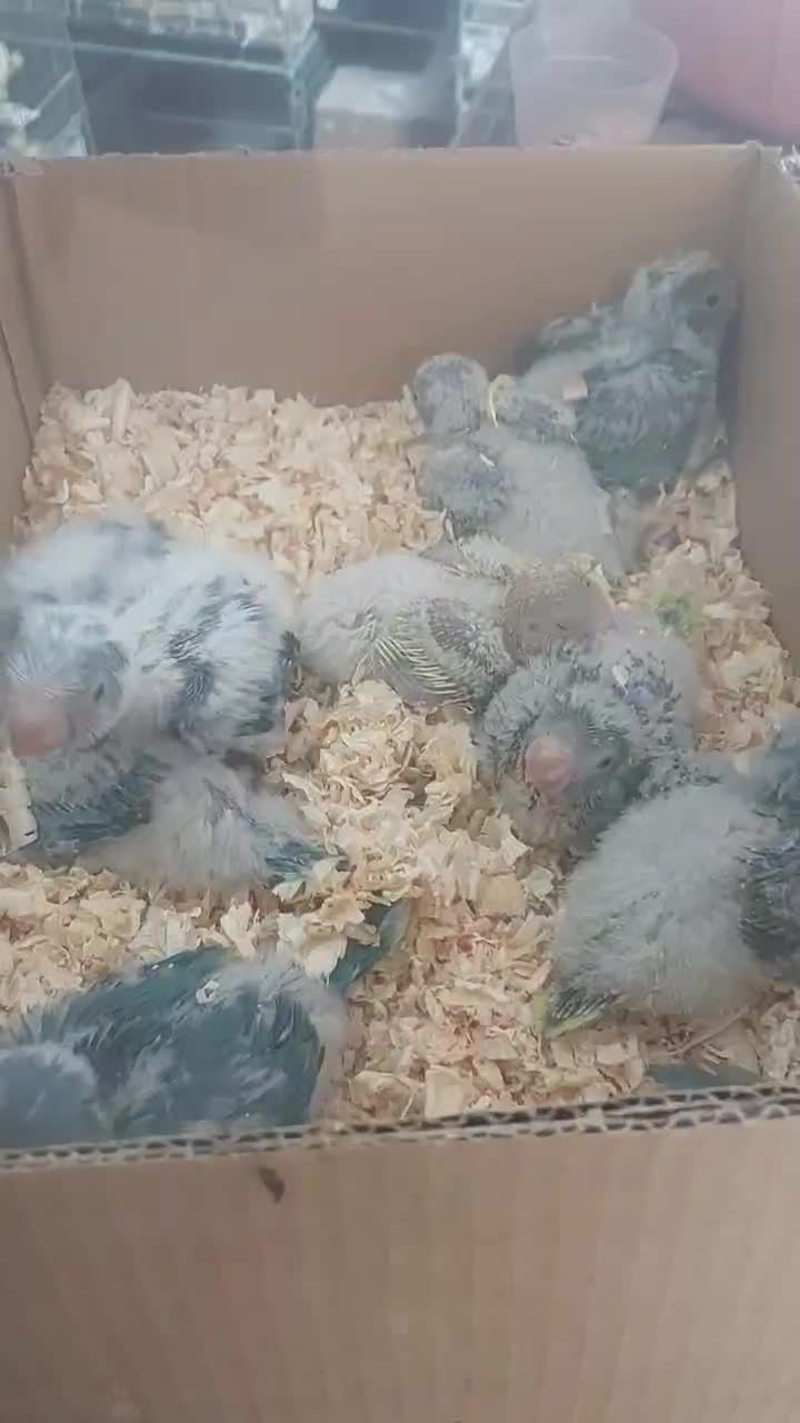 گرینچیک|پرنده|بومهن, |دیوار