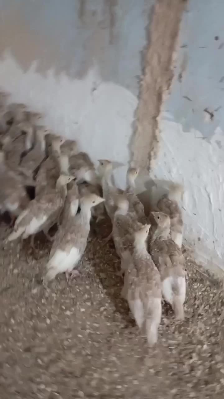 جوجه بوقلمون بوربون کانادایی|حیوانات مزرعه|اسلام‌شهر, شهرک مهدیه|دیوار