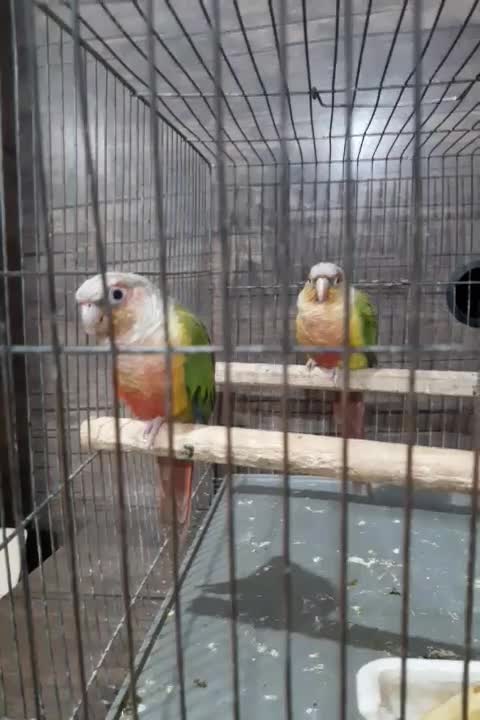 طوطی‌گرینچیک|پرنده|قدس, شهر‌قدس|دیوار