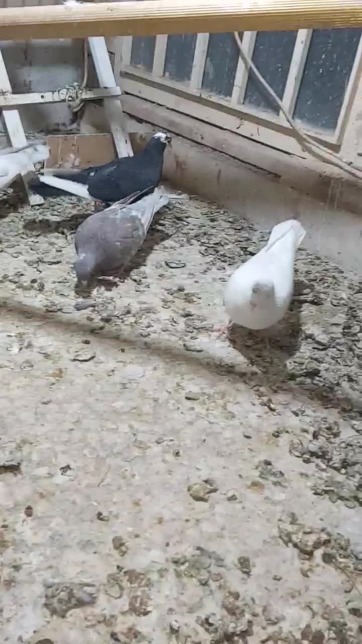 کفتر ۶عدد یکجا|پرنده|کاشان, شهرک فرهنگیان|دیوار