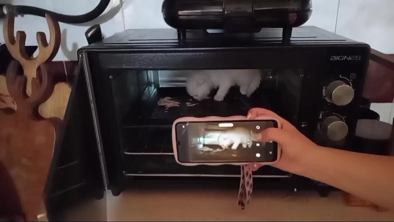 اسکاتیش بیریتیش دابل فلد با اصالت خالص خانگی|گربه|فردیس, شهرک ناز|دیوار