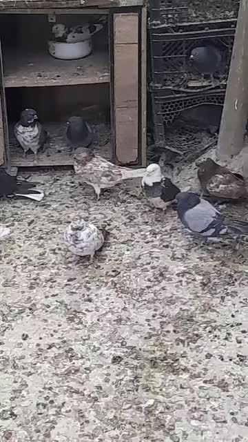 کبوتر|پرنده|تهران, زرکش|دیوار