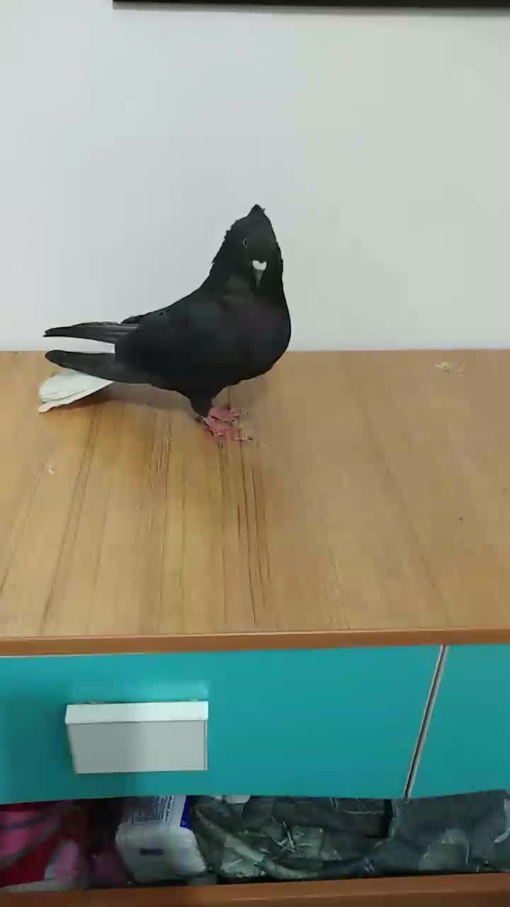 دم سفید نر|پرنده|شیراز, شهرک قمشه|دیوار