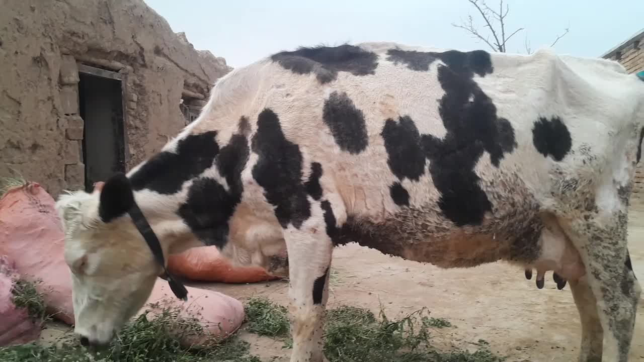 گاو|حیوانات مزرعه|تربت جام, معدآباد|دیوار