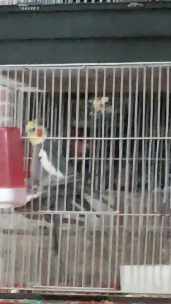 جفت عروس هلندی|پرنده|زرند, |دیوار