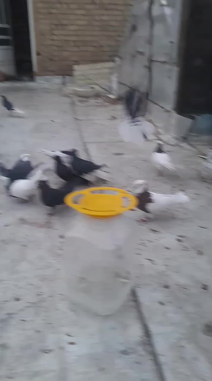 کبوتر|پرنده|پاسارگاد, |دیوار