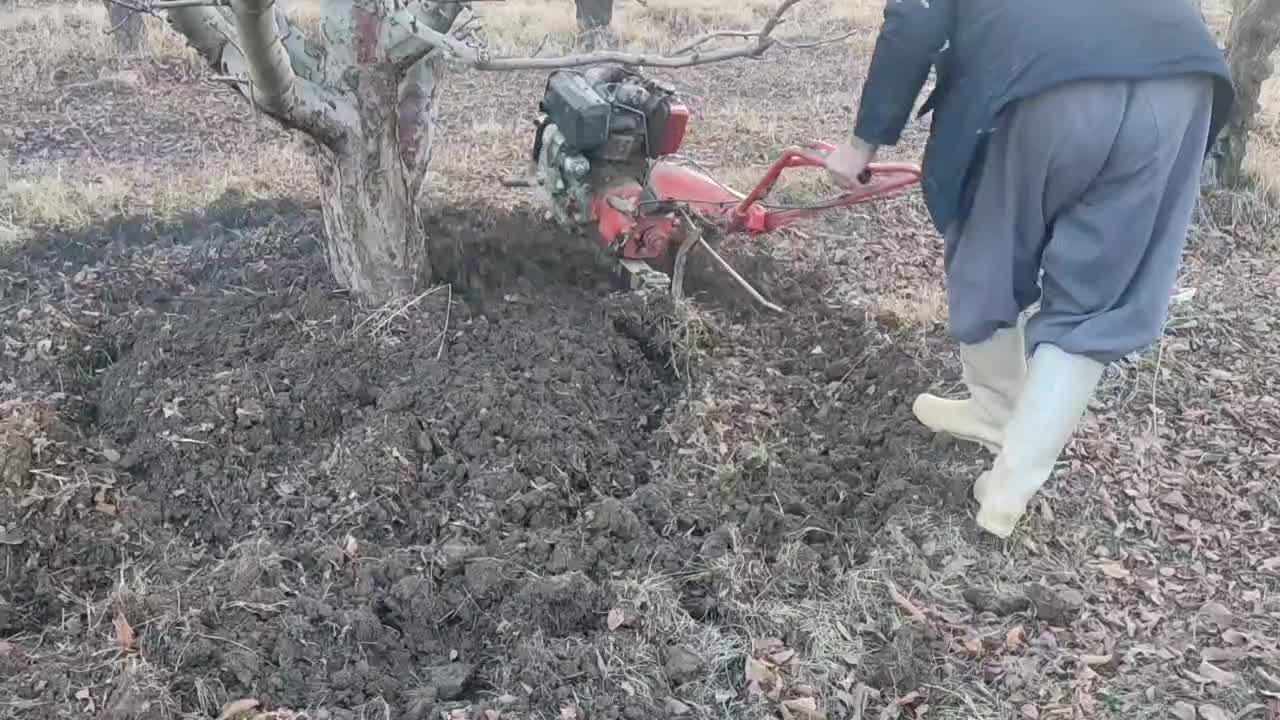 شخم پاییزه درختان وچال کود|خدمات باغبانی و درختکاری|مهاباد (آذربایجان غربی), |دیوار