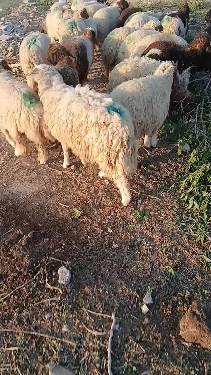 بره 25راس|حیوانات مزرعه|دهلران, |دیوار