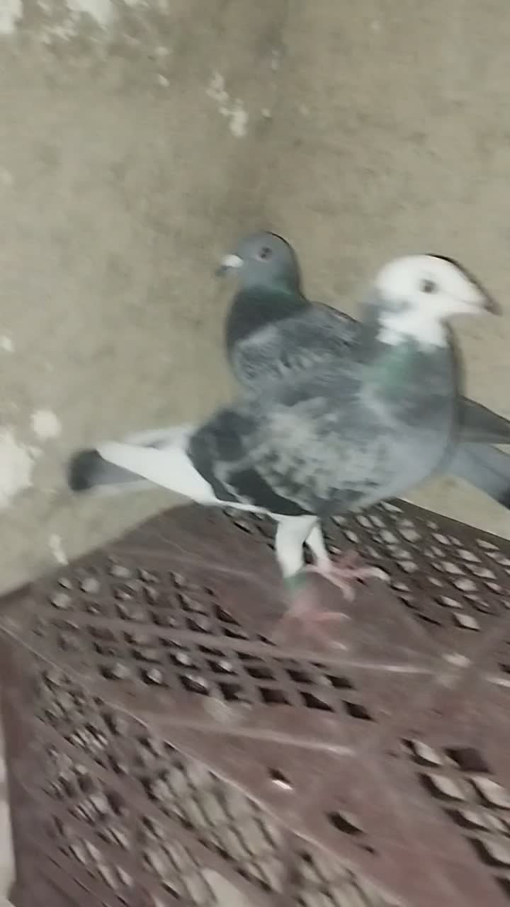 پلاکی|پرنده|مرودشت, ثبت احوال|دیوار