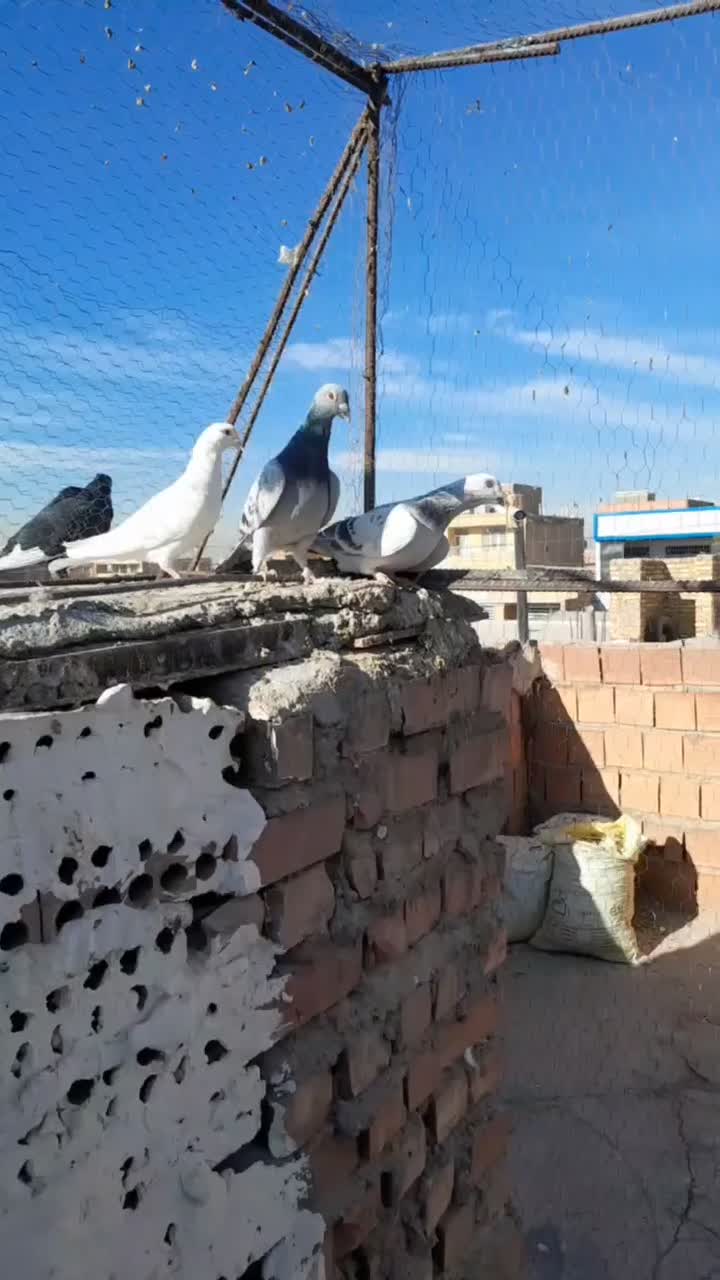 کفتر|پرنده|کرمان, |دیوار