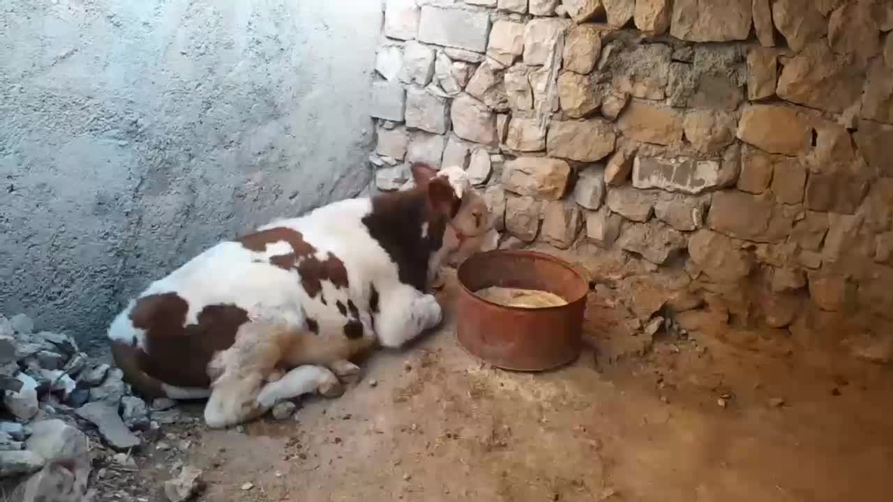 گاو یا گوساله نر سیمینتال|حیوانات مزرعه|چرداول, |دیوار