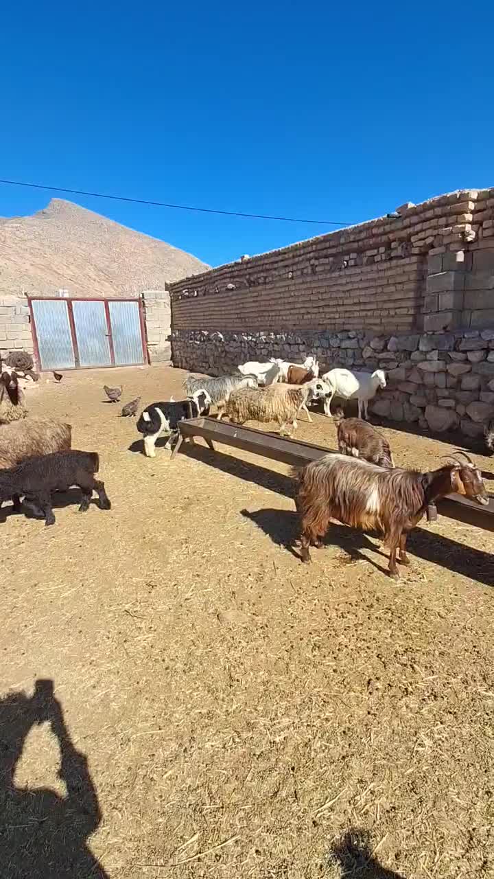 ارسنجان|حیوانات مزرعه|حنا, |دیوار