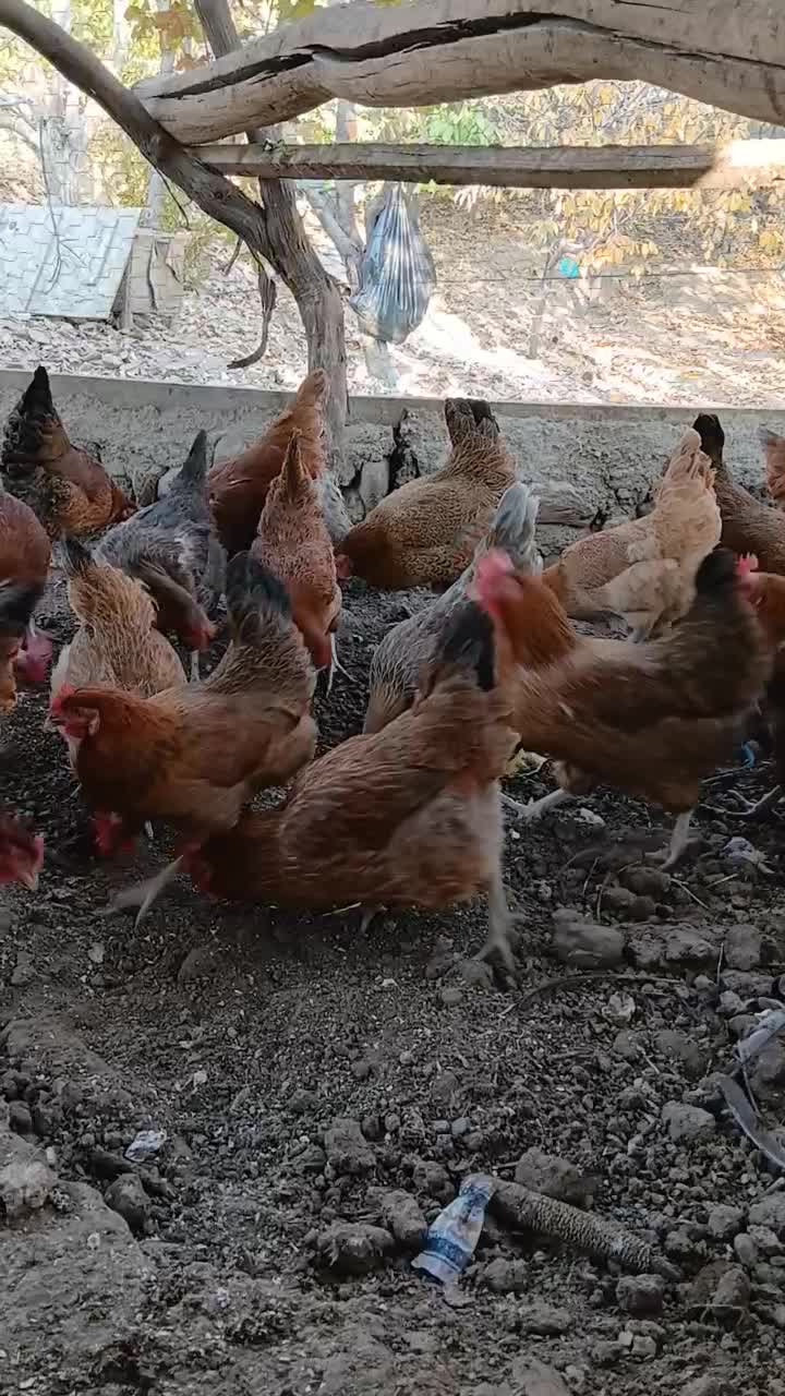 مرغ محلی تخمگذار|حیوانات مزرعه|هشتگرد, هیو|دیوار