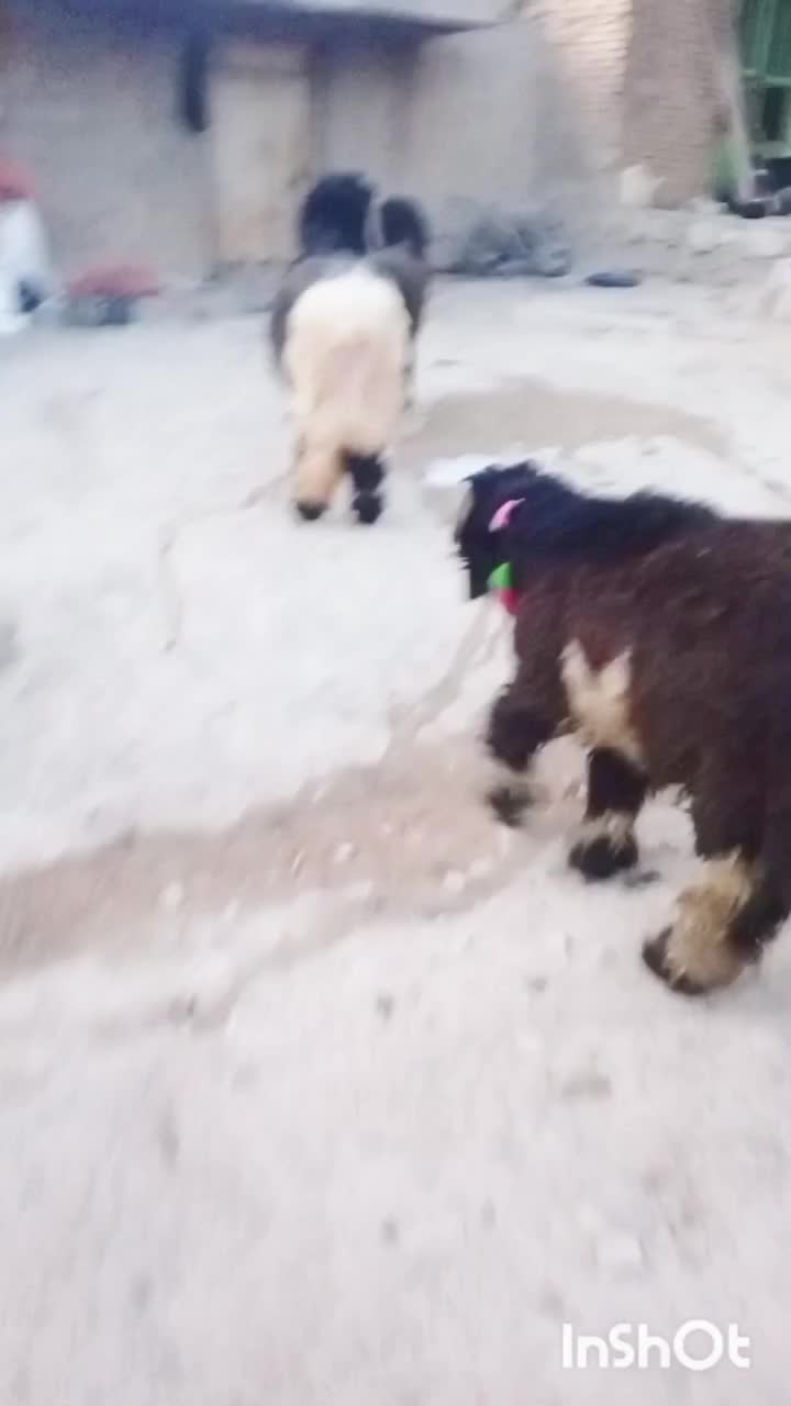 بره قوچ ترکی روزگاری نژاددار|حیوانات مزرعه|کوهرنگ, |دیوار