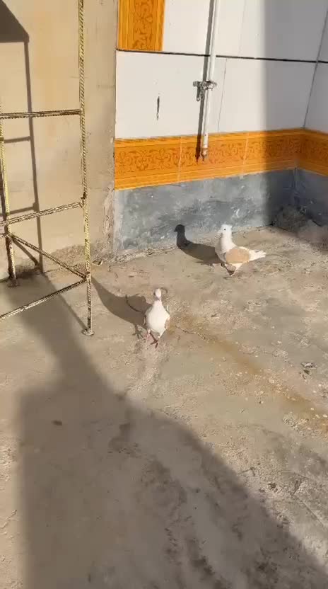 دوکت زرد|پرنده|اهواز, کیانپارس |دیوار