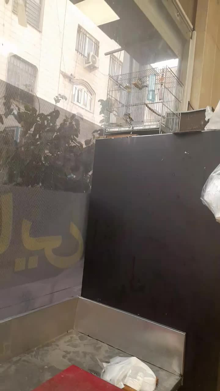 سهره نر گل پهن|پرنده|تهران, مسعودیه|دیوار