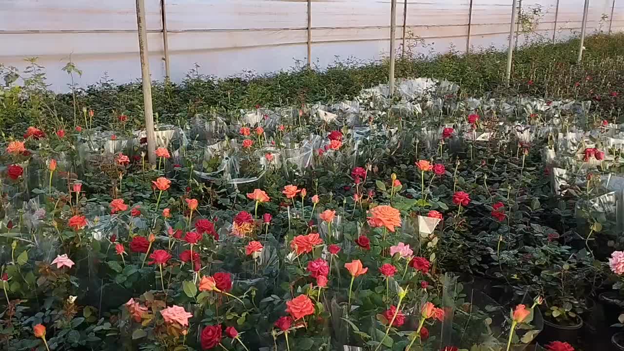 گل وگیاه|گل و گیاه طبیعی|محلات, |دیوار