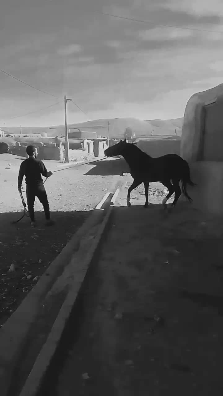 اسب|اسب و تجهیزات اسبسواری|چنگ الماسی, |دیوار