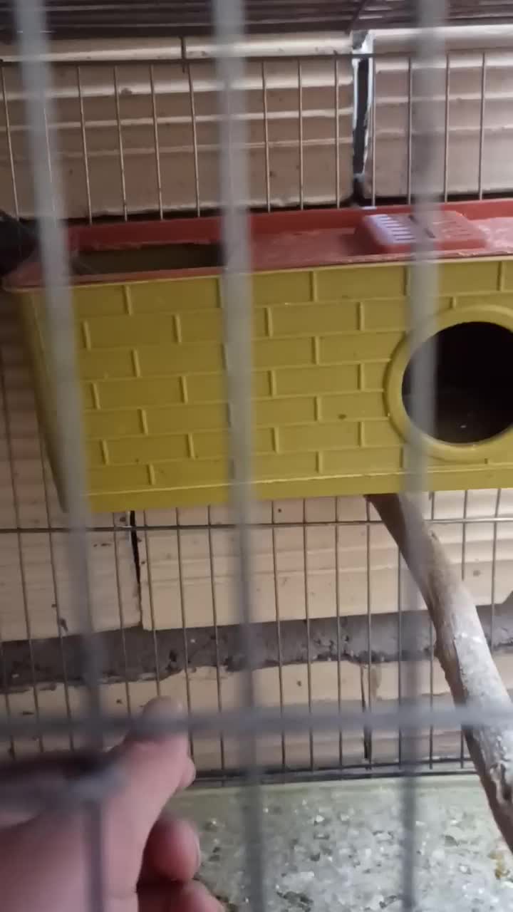 فروش مرغ عشق  پروانه ای و انگلیسی مولد روی تخم|پرنده|سیرجان, |دیوار