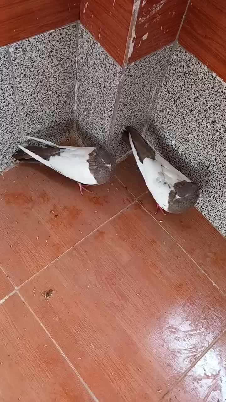 سینه فیلی یا فیلی کینح|پرنده|ملکان, |دیوار