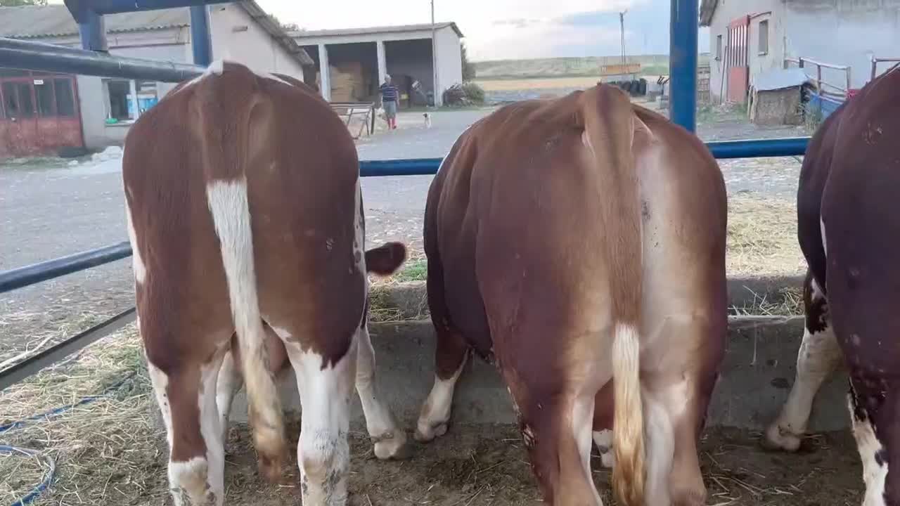 فروش سمینتال۹۰تا۳۰۰کیلو|حیوانات مزرعه|لار, |دیوار