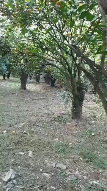 زمین ۵۰۰ متر مسکونی چایخانسر /فوری فروشی|فروش زمین و ملک کلنگی|چابکسر, |دیوار