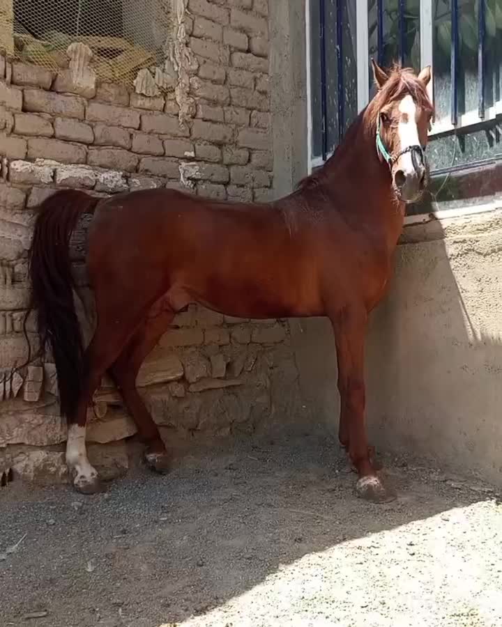 اسب نریون ۶ساله|اسب و تجهیزات اسبسواری|پیرانشهر, |دیوار