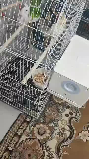 عروس هلندی|پرنده|رامشیر, |دیوار