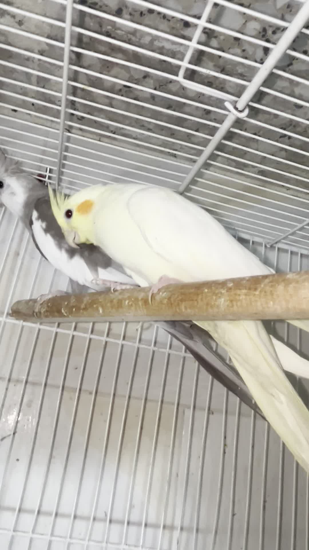 جفت عروس با جوجه|پرنده|زاهدان, |دیوار