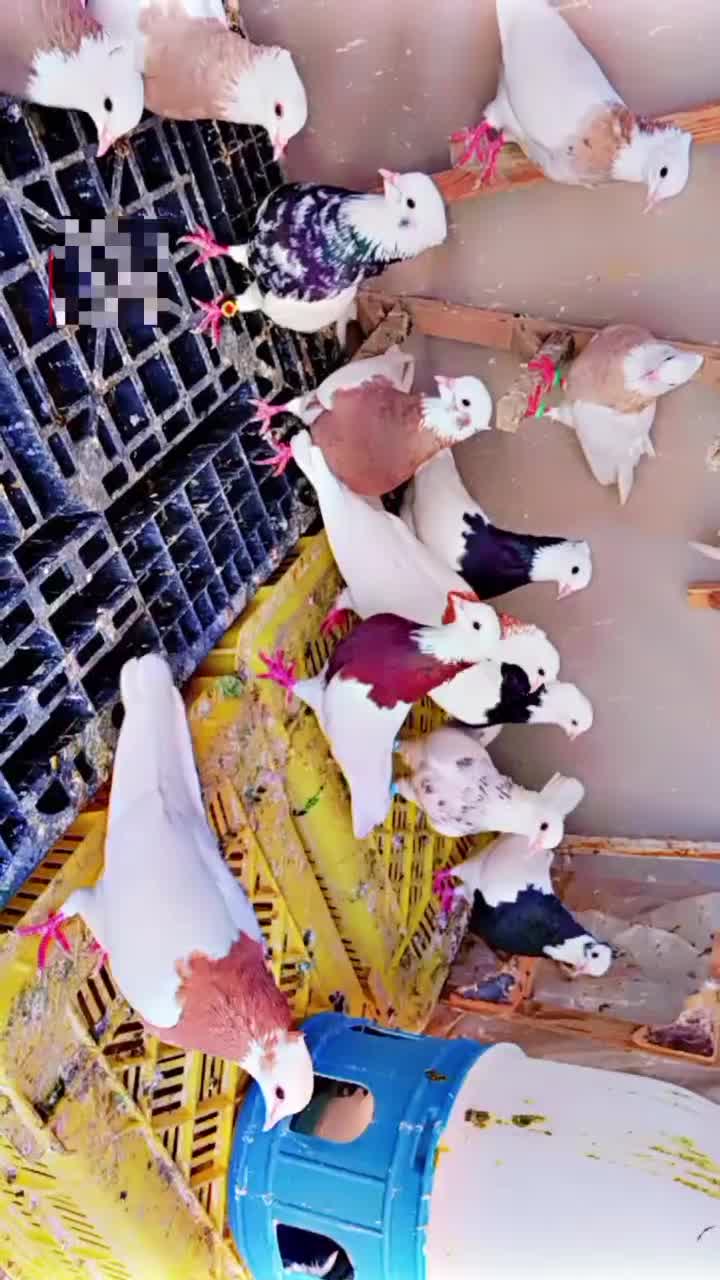 کفتر طوقی شازده ۲۰ عدد|پرنده|شیراز, آزادگان|دیوار