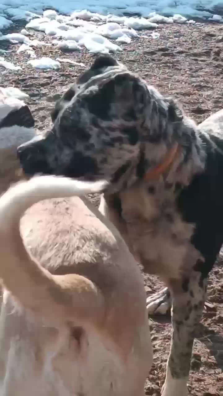 سگ سرابی|حیوانات|تربت جام, میان جام|دیوار