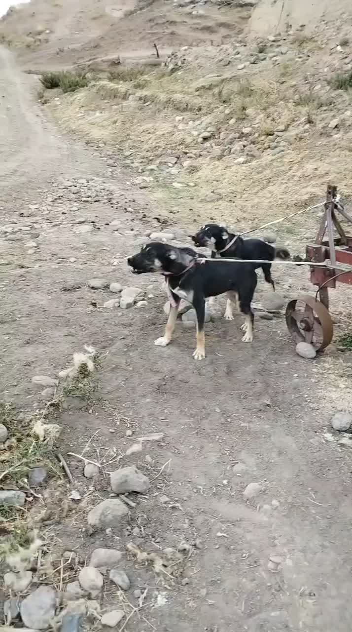 9999|سیمکارت|سراب, |دیوار