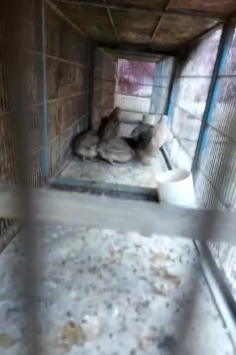 مرغ وبلدرچین و اردک محلی|حیوانات مزرعه|الوند, |دیوار