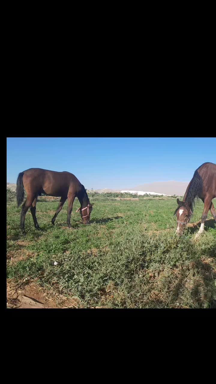 گوسفند بره میش تعویض با کره اسب نریان|اسب و تجهیزات اسب‌سواری|تهران, آبشار تهران (دریاچه)|دیوار