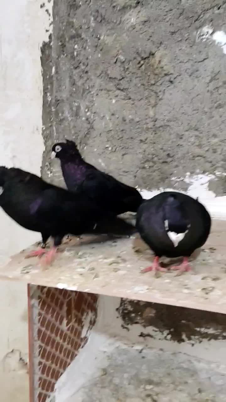 صرب|پرنده|مسجد سلیمان, |دیوار