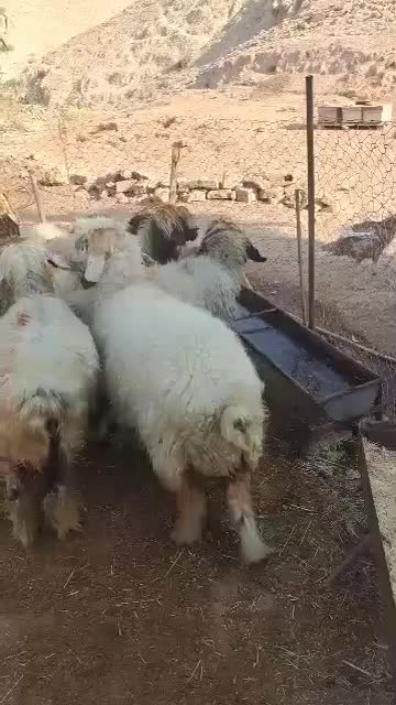 ۱۰راس گوسفند همه ابستن|حیوانات مزرعه|مسجد سلیمان, |دیوار