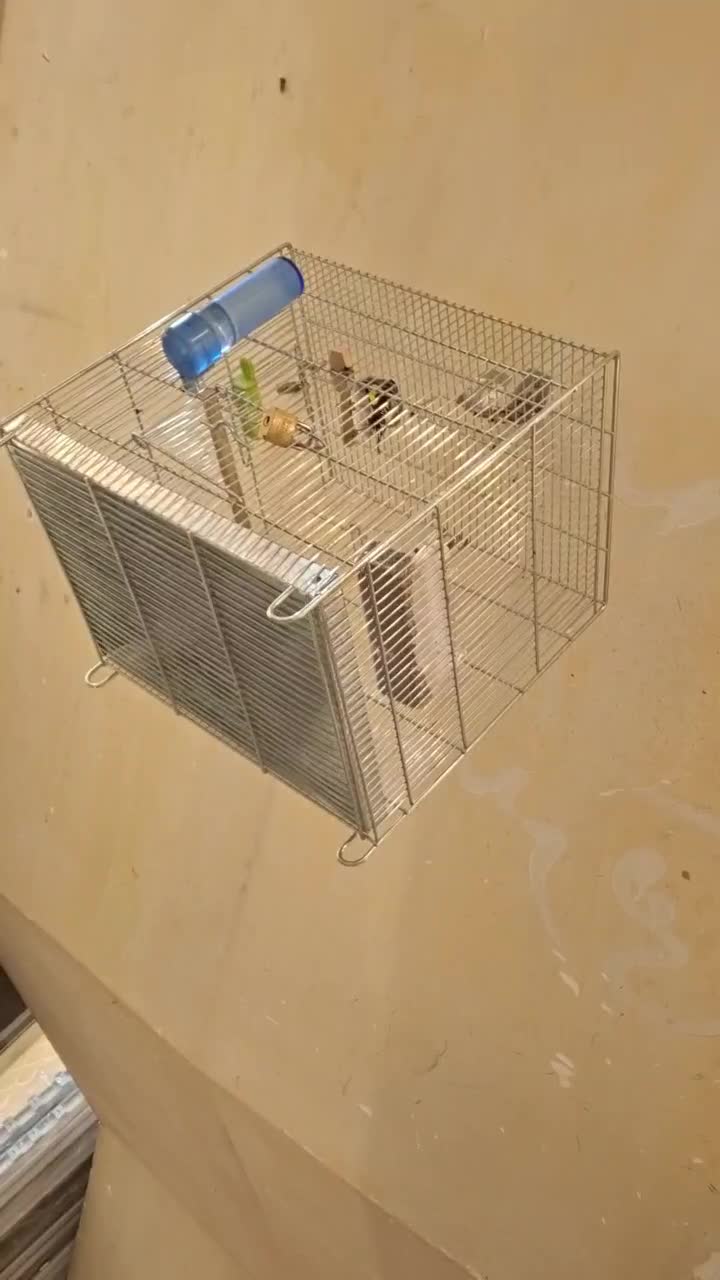 سهره نر فوق شرور مسابقه ایی جوجه امسال|پرنده|تهران, هرندی|دیوار