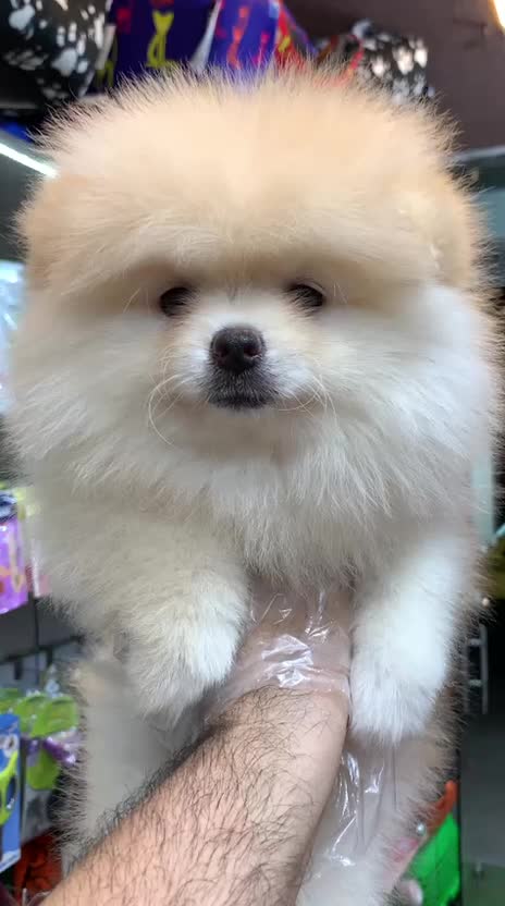 پامر سفید برفی|سگ|رشت, لاکانی|دیوار