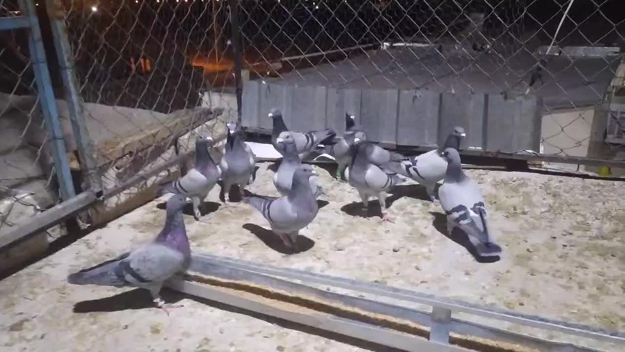 کفتر سبز سیاه زاغ|پرنده|شیراز, تندگویان|دیوار