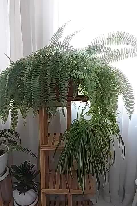 استند گل و گلدان گل|گل و گیاه طبیعی|تهران, آزادشهر|دیوار