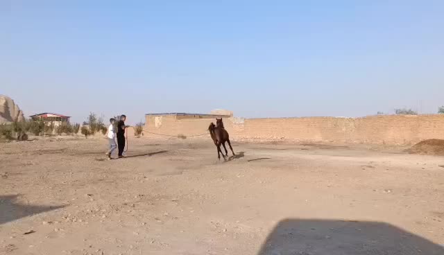 کامران کره از کیسان سیاه|اسب و تجهیزات اسبسواری|مرودشت, ژیان|دیوار