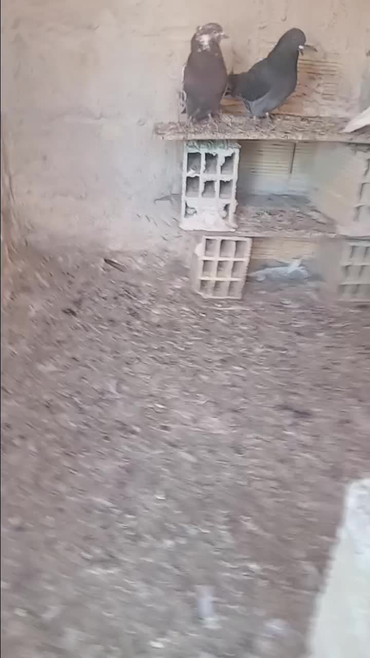 کبوتر|پرنده|اردبیل, |دیوار