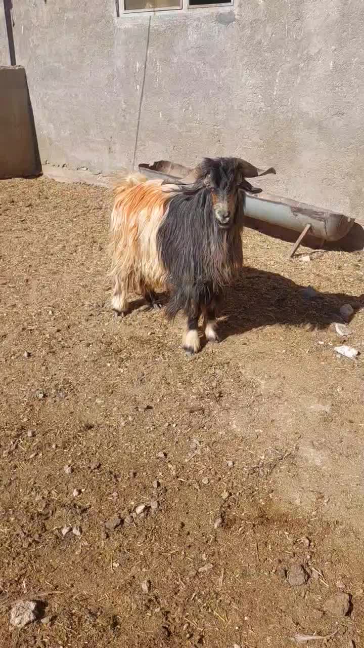 چپش نر|حیوانات مزرعه|شهرکرد, |دیوار