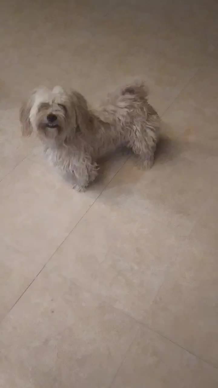 سگ پشمالو پاکوتاه|سگ|آران و بیدگل, |دیوار