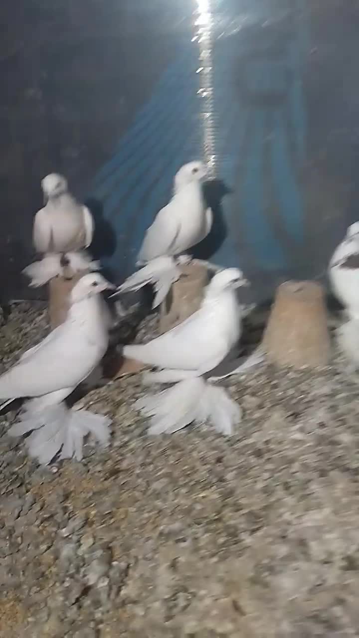 کبوتر|پرنده|تبریز, |دیوار