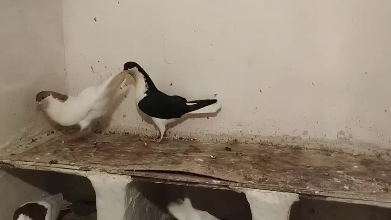 طوقی|پرنده|هلالی, |دیوار