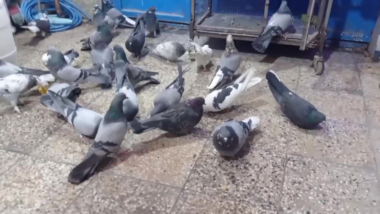 کبوتر پر همه رنگ درجه یک|پرنده|شهرکرد, |دیوار